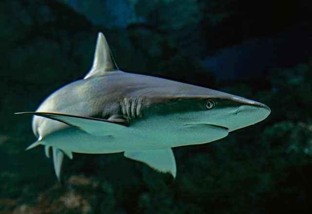 BBC ads u-turn and clickety click sharks